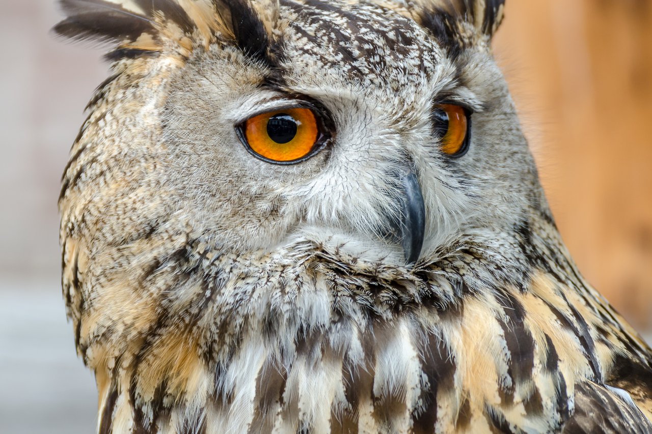 Close up shot of an owl