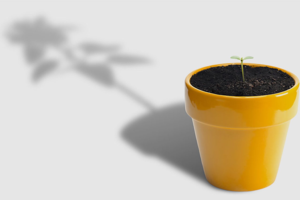 Seedling growing in a pot