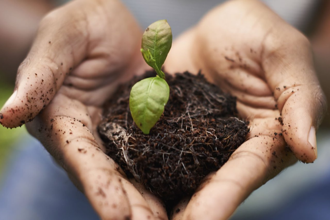 Hands holding a new, sprouting plant