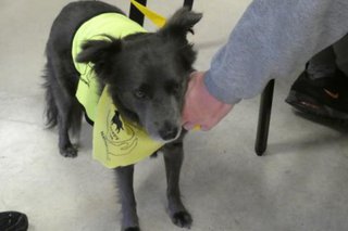 Therapy Dog in a yellow vest being stroked by learner