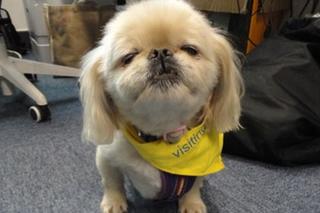 Image of a dog with a visitors bandana around its neck sat in front of a white Novus mug